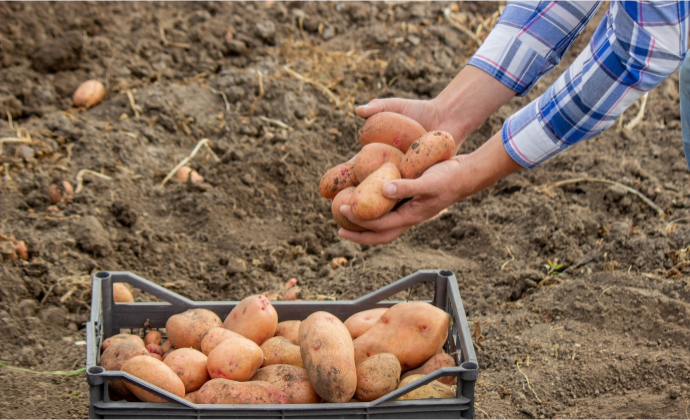 Sustainable Potato Farming Investment