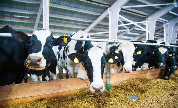 Project Gallery Image