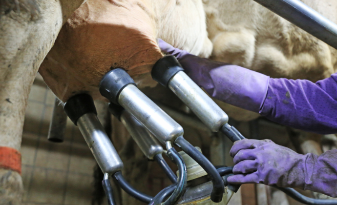 Project Gallery Image